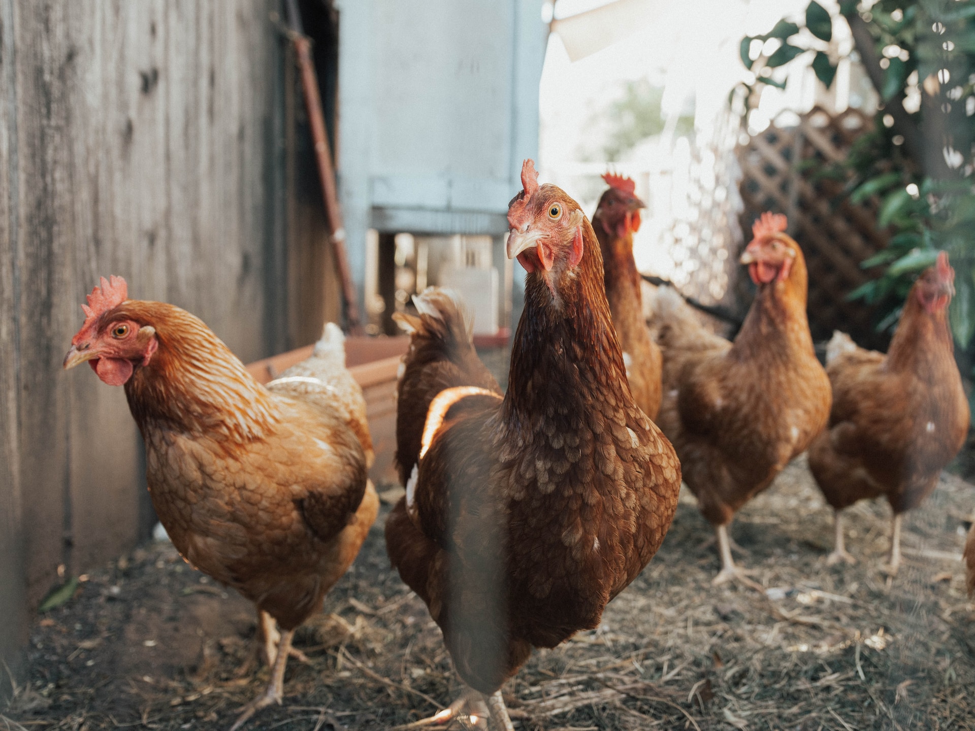 Group of 4 chickens